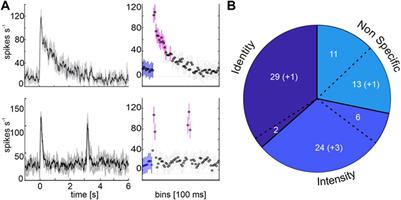 Categorizing Visual Information in Subpopulations of Honeybee Mushroom Body Output Neurons